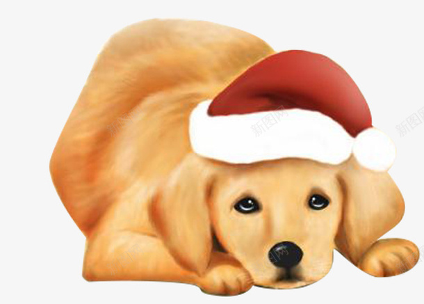 圣诞节金毛png免抠素材_新图网 https://ixintu.com 善良 忠诚 棕色的毛 红色的帽子 萌萌的狗狗 迷人的眼神 金毛卡通 黄金猎犬