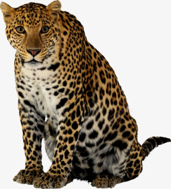 张嘴的豹子猛兽豹子花豹金钱豹站立的豹高清图片