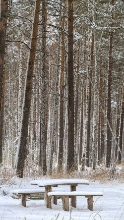 森林雪冬季弗罗斯特高清图片