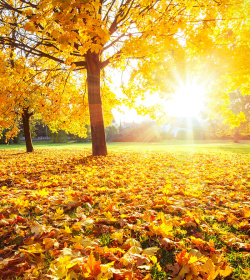 秋日树叶秋日阳光下的黄色树叶高清图片