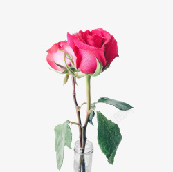 玫红玫瑰瓶插玫瑰抠图高清图片