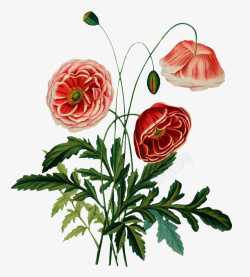 复古手绘植物花卉元素插画素材