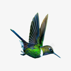蜂鸟设计彩色飞翔蜂鸟高清图片