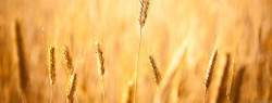 风景麦子淘宝海报背景高清图片