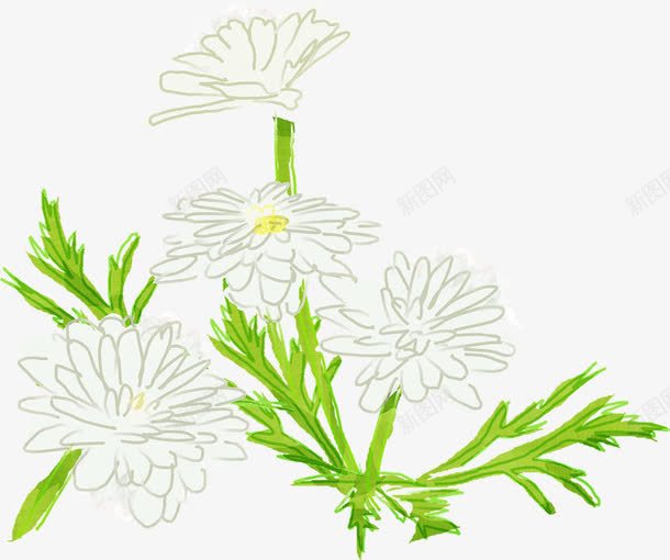 绿叶白花小雏菊png免抠素材_新图网 https://ixintu.com 小雏菊 白花 绿叶