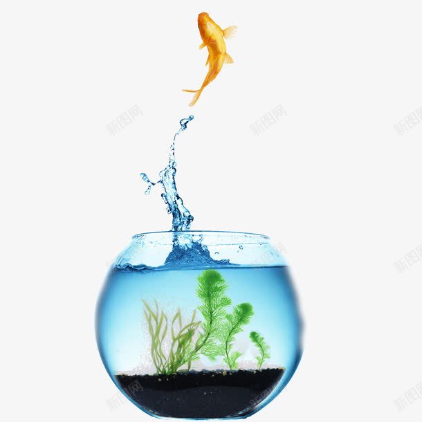 鱼缸和鱼png免抠素材_新图网 https://ixintu.com 水 跳跃 鱼 鱼缸