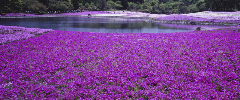 湖边美丽的紫色花海jpg设计背景_新图网 https://ixintu.com 紫色 花海 湖边 风景 海报banner 摄影