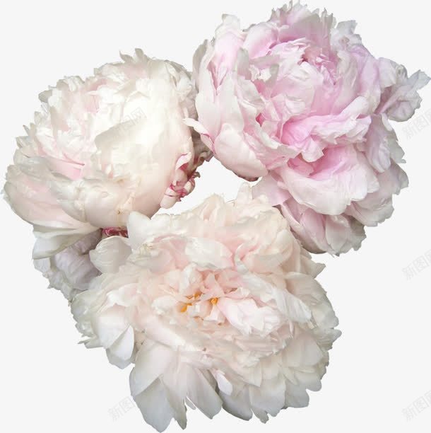 粉红色的花png免抠素材_新图网 https://ixintu.com 三朵花 产品实物 粉红色 谈粉色