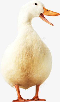 白色游水鸭子可爱的鸭子白色高清图片