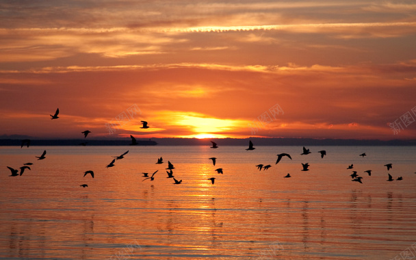 夕阳海边飞鸟素材背景