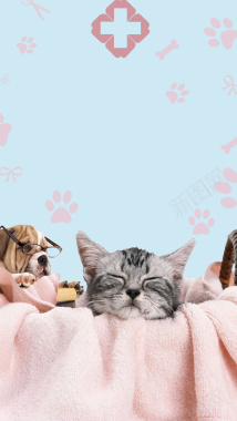 宠物零食促销宠物医院可爱萌宠手机海报背景