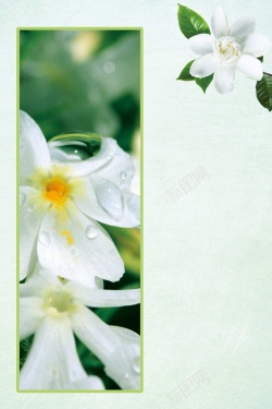 纯洁栀子花创意大气栀子花开海报设计高清图片