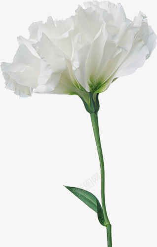 白色康乃馨png免抠素材_新图网 https://ixintu.com 康乃馨 植物 母亲节 白色 花