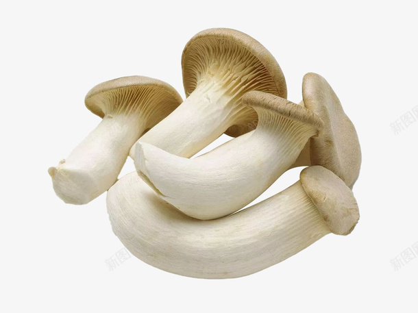 蘑菇菇类蔬菜菜菌菇png免抠素材_新图网 https://ixintu.com 菇类 菌菇 菜 菜类图片 蔬菜 蘑菇
