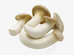 蘑菇菇类蔬菜菜菌菇素材