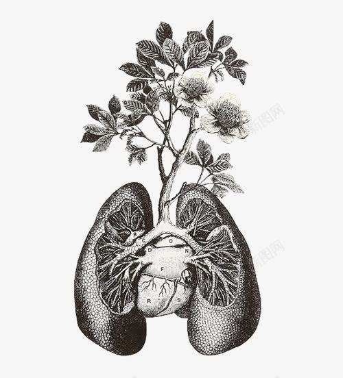 创意插画肺部与植物png免抠素材_新图网 https://ixintu.com 健康 器官 树根 素面 黑色