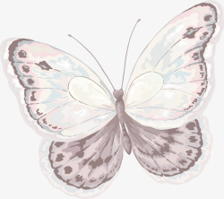 卡通手绘蝴蝶标本素材