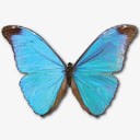 大闪蝶Absoloni图标png免抠素材_新图网 https://ixintu.com absoloni animal butterfly morpho 动物 大闪蝶 蝴蝶