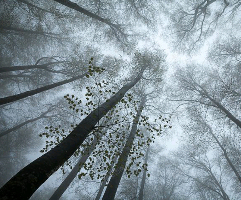 唯美森林迷雾背景图psd设计背景_新图网 https://ixintu.com 森林 迷雾 摄影 风景 唯美平和
