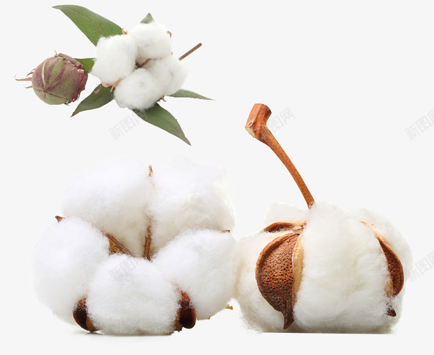 两颗棉花片png免抠素材_新图网 https://ixintu.com 保暖 农作物 家纺 材质 棉 棉花 植物 纯棉 纺织 美白 面膜