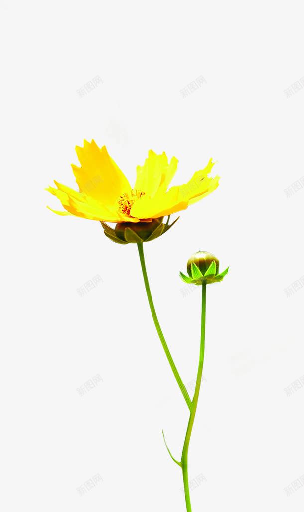 黄色效果海报植物花朵png免抠素材_新图网 https://ixintu.com 效果 植物 海报 花朵 黄色