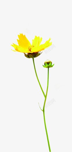 黄色效果海报植物花朵素材