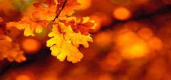 枯黄的秋叶图片摄影秋叶背景高清图片