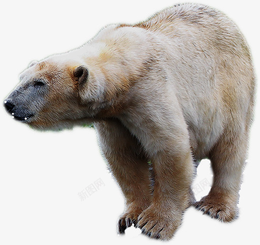 北极熊冬天动物psd免抠素材_新图网 https://ixintu.com 熊 毛绒绒 免扣 动物
