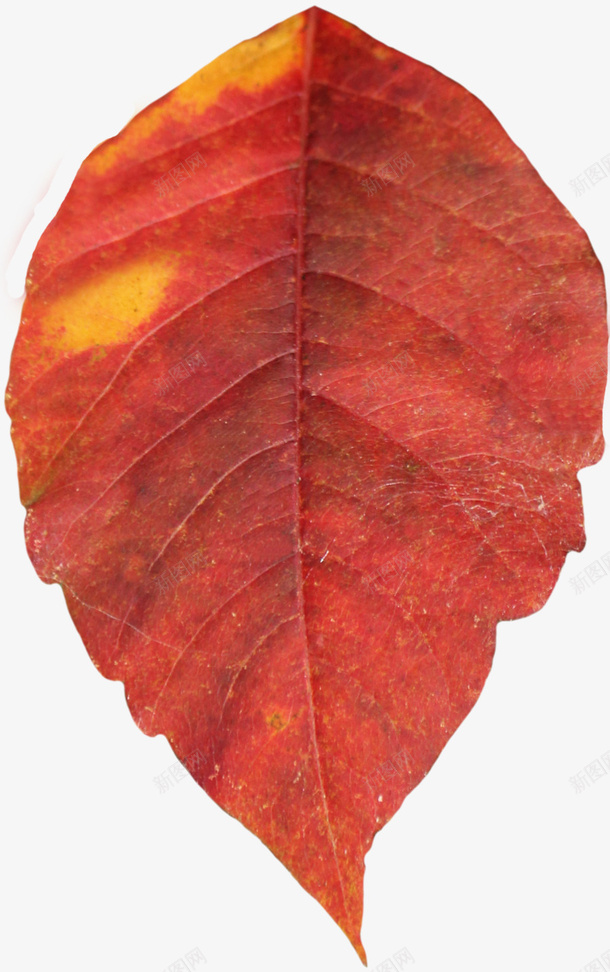 秋天的叶子3png免抠素材_新图网 https://ixintu.com 叶子 季节3 枯叶 树叶