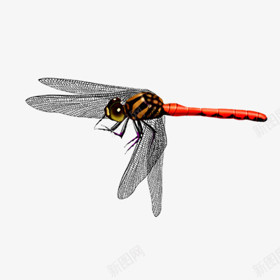 装饰图案蜻蜓png免抠素材_新图网 https://ixintu.com 蜻蜓 装饰图案