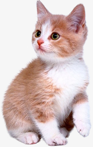 可爱的小猫咪儿png免抠素材_新图网 https://ixintu.com 卖萌小猫 可爱 宠物 小猫 猫咪