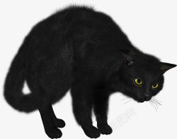 黑猫可爱的黑猫小猫素材