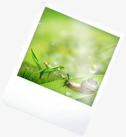 绿色发芽草地蜗牛美景素材