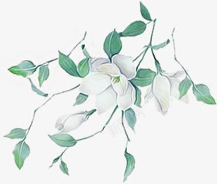 手绘绿叶白花png免抠素材_新图网 https://ixintu.com 白花 绿叶