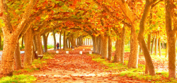 公园道路秋季枫叶高清图片