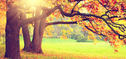 秋季草坪秋季背景高清图片