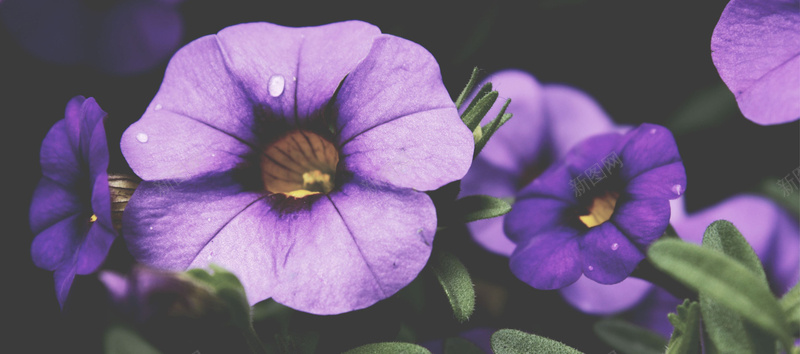 紫色喇叭花背景