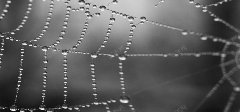 水珠蜘蛛网创意背景背景