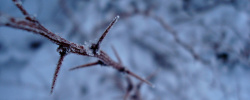 尖刺雪中树枝背景高清图片