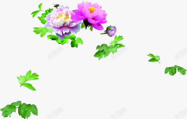海报植物树叶花朵png免抠素材_新图网 https://ixintu.com 树叶 植物 海报 花朵 设计