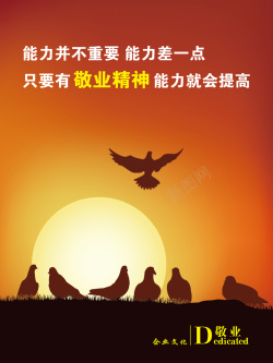 鸽子摄影和平鸽背景高清图片
