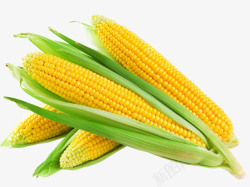 蔬菜玉米蔬菜水果玉米农作物粮食高清图片