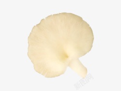 一颗白色的凤尾菇素材
