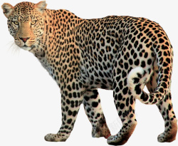 豹子矢量猛兽豹子花豹金钱豹走路的豹高清图片