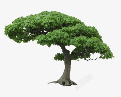 松树树干素材关于树的各种高清图片