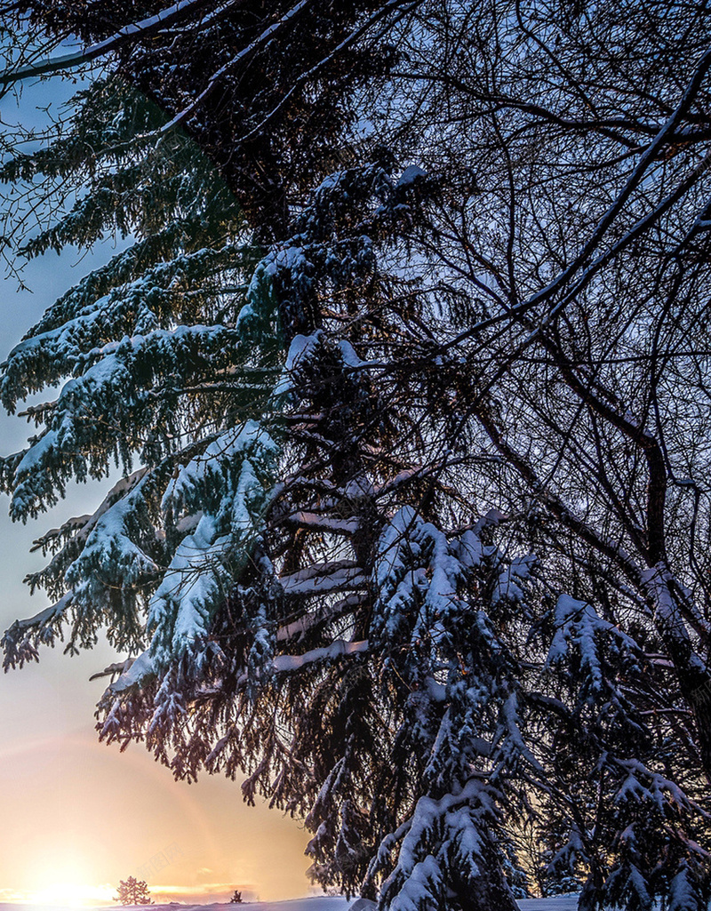 大图自然风光H5背景jpg设计背景_新图网 https://ixintu.com 天空 雪地 光圈 树木 紫色 H5 h5 摄影 风景