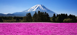 绿树红花风景蓝色远山红花绿树背景高清图片