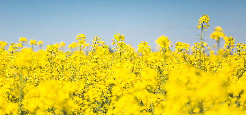 黄色油菜花jpg设计背景_新图网 https://ixintu.com 海报banner 摄影风景 黄色背景 油菜花 蓝天 摄影 风景