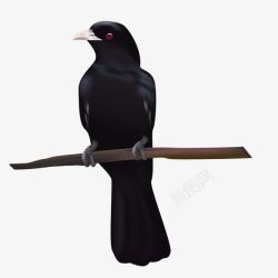 动物黑鸟素材