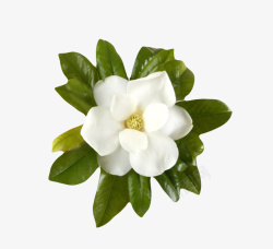 绿叶与光白色带香味花球玉兰花瓣实物高清图片